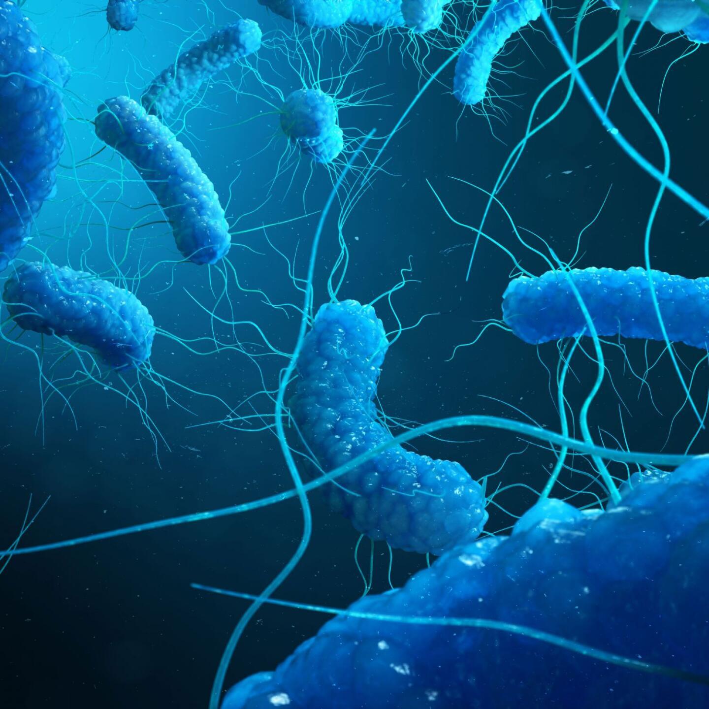 Legionella bacteria microscope view on blue background